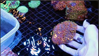 How to frag plate corals  Dr Dillon Tutorial [upl. by Fosdick]