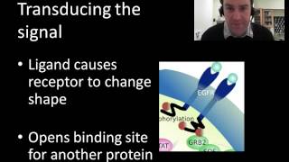 Signal transduction pathways [upl. by Ahsiruam299]