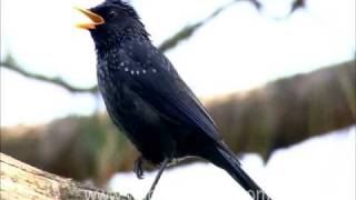 Himalayan Whistling Thrush in Ranikhet [upl. by Noryahs356]