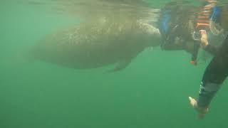 Swim With Manatees Crystal River Florida  Manatee adventures Crystal River [upl. by Ursas]