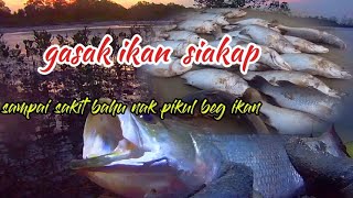 MENJARING IKAN SIAKAP BERSUSUN GASAKsiakap fypyoutube fypシ゚viral fyp [upl. by Krantz]