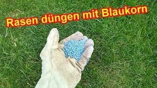 Blaukorn Dünger für den Rasen  Rasen düngen mit Blaukorn  Dosierung Zeitpunkt Vorteile Nachteile [upl. by Concha]