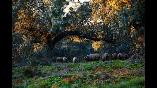 La Dehesa de Montaraz  Un ecosistema único en el mundo JamonIberico Exclusividad [upl. by Drain]