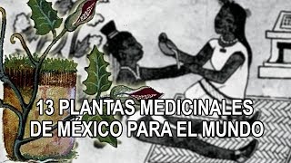 13 plantas medicinales de México para el mundo [upl. by Ibok]