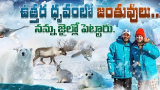 Naa anveshana arctic journey polar animals part 2 [upl. by Witkin602]