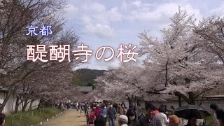 京都 「醍醐寺の桜」 [upl. by Norrek733]