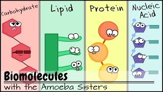 Biomolecules Older Video 2016 [upl. by Dickie723]