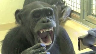 Yawning chimps theyre just like us [upl. by Yecart]