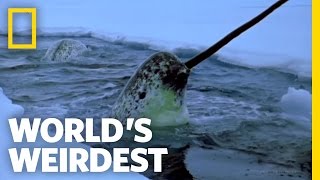 Narwhals  Worlds Weirdest [upl. by Adnilrem519]