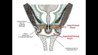 Anatomy of superficial perineal pouch Space and Superficial extravasation of Urine [upl. by Ramso]