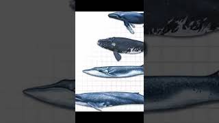 Finback whale pt3 tiktok capcut youtubeshorts viral fyp [upl. by Ytsirhc921]