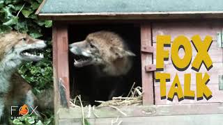 Fox Talk  The most important fox vocalizations [upl. by Fabiola485]