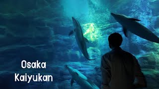 Osaka Aquarium Kaiyukan Walking Tour 2024 4K [upl. by Kilroy692]