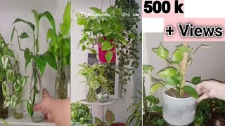 Complete Money plant  propagate  Care  plant bushymarias kitchen hacks 💕 [upl. by Niloc110]