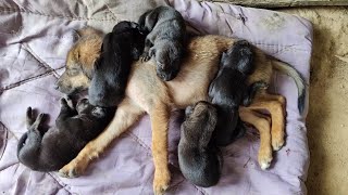 Puppy DoDo And Baby Puppies Fall Asleep After Breastfeeding [upl. by Davena]