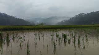 Rain Showers in the Countryside Relaxing Soundscape [upl. by Atig]