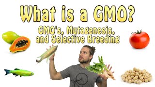 What is a GMO GMOs Mutagenesis and Selective Breeding [upl. by Keemahs]