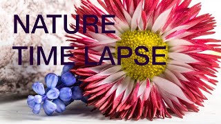 TimeLapse Flowers Opening  Garden  Nature  quotAnthesisquot  Dance Music [upl. by Llirrehs428]