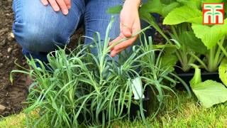 How to plant a perennial border with Thompson amp Morgan [upl. by Acirre]