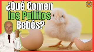 🔴 ¿QUE COMEN LOS POLLITOS BEBÉS 🔴 [upl. by Sarid]