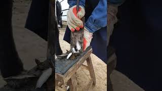 Horse hoof restoration  Horse hoof cleaning [upl. by Priestley500]