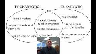 Review of Cell Organelles [upl. by Ainecey]