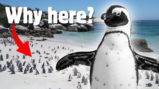 Netflix’s quotPenguin Townquot What’s the Story Behind the African Penguins at Boulders Beach [upl. by Beitnes]