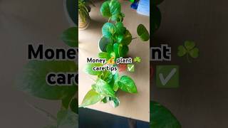 Money💰 plant care tips💯✅ moneyplant plants gardening indoormoneyplant indoorplants plantcare [upl. by Ayyn327]