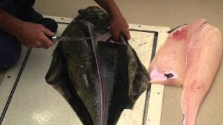 How to fillet a halibut [upl. by Asselim]