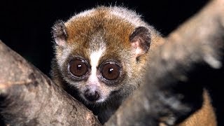 Science Bulletins Slow Loris Venom—Solving a Toxic Puzzle [upl. by Bryner593]