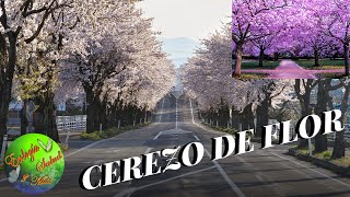 CEREZO DE FLOR [upl. by Ainud]