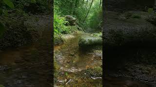 Relaxing light rain sounds of nature babbling brook meditation with birdsong [upl. by Eceerahs]