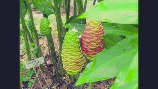 Shampoo Ginger from RhizomePlantRed Cones  Zingiber zerumbet awapuhi bitter shampoo amp pine cone [upl. by Ybba]