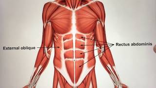 Chapter 11 The Muscular System Video 2 [upl. by Hector]