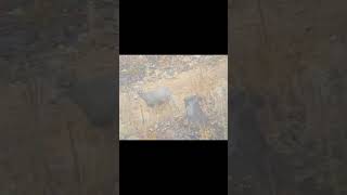 Rutting buck gets drilled Killshot huntingvideo hunting [upl. by Oaks247]