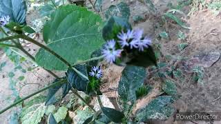 Elephantopus tomentosus plant  common elephants foot plant [upl. by Otir244]