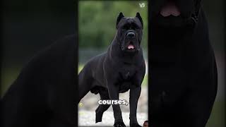 The 2 Cane Corso Versions [upl. by Gisser]