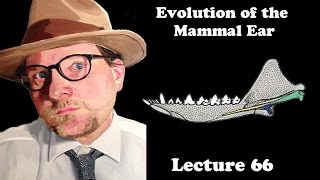 Lecture 66 Evolution of the Mammal Ear [upl. by Valonia]