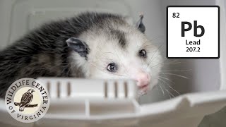 Treating an opossum for lead toxicosis [upl. by Atokad187]