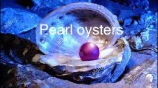 How to open pearl oysters 🤯 [upl. by Anirbys]