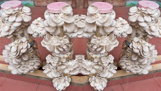 Easy  how to grow oyster mushrooms at home and harvest every day [upl. by Kcirdderf117]