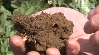 Techniques to Improve Soil Health  Learning From The Land [upl. by Ihn]