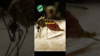 quotAnopheles mosquitoes tiny but deadly Malaria filariasis BioByPritiquot [upl. by Bronson]