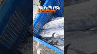 Fresh Dolphin Fish Catch at the Market Uncovering Its Amazing Qualities [upl. by Enialem]