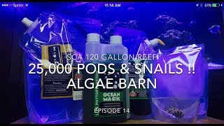 SCA 120 Gallon Reef Tank  Ep14  Algae Barn  25000 PODS amp Snails [upl. by Rumery]