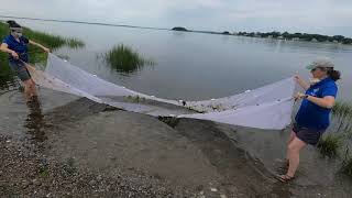 Using a Seine Net in the Bay [upl. by Offen]