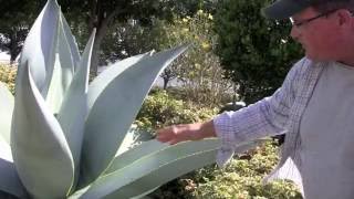 Why You Should Grow Agave guiengola with Kelly Griffin [upl. by Asiret]