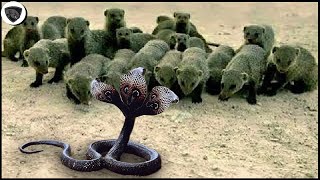 Threeheaded Cobra Risked Its Life To Attack Mongoose Swarm So Brutally [upl. by Iturk]