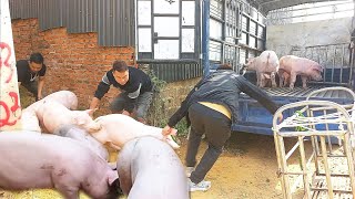 The farm continued to sell pigs to traders [upl. by Gerard]