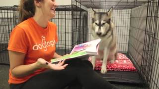 Momo the Malamute Stays the Night at Dogtopia [upl. by Berkley]